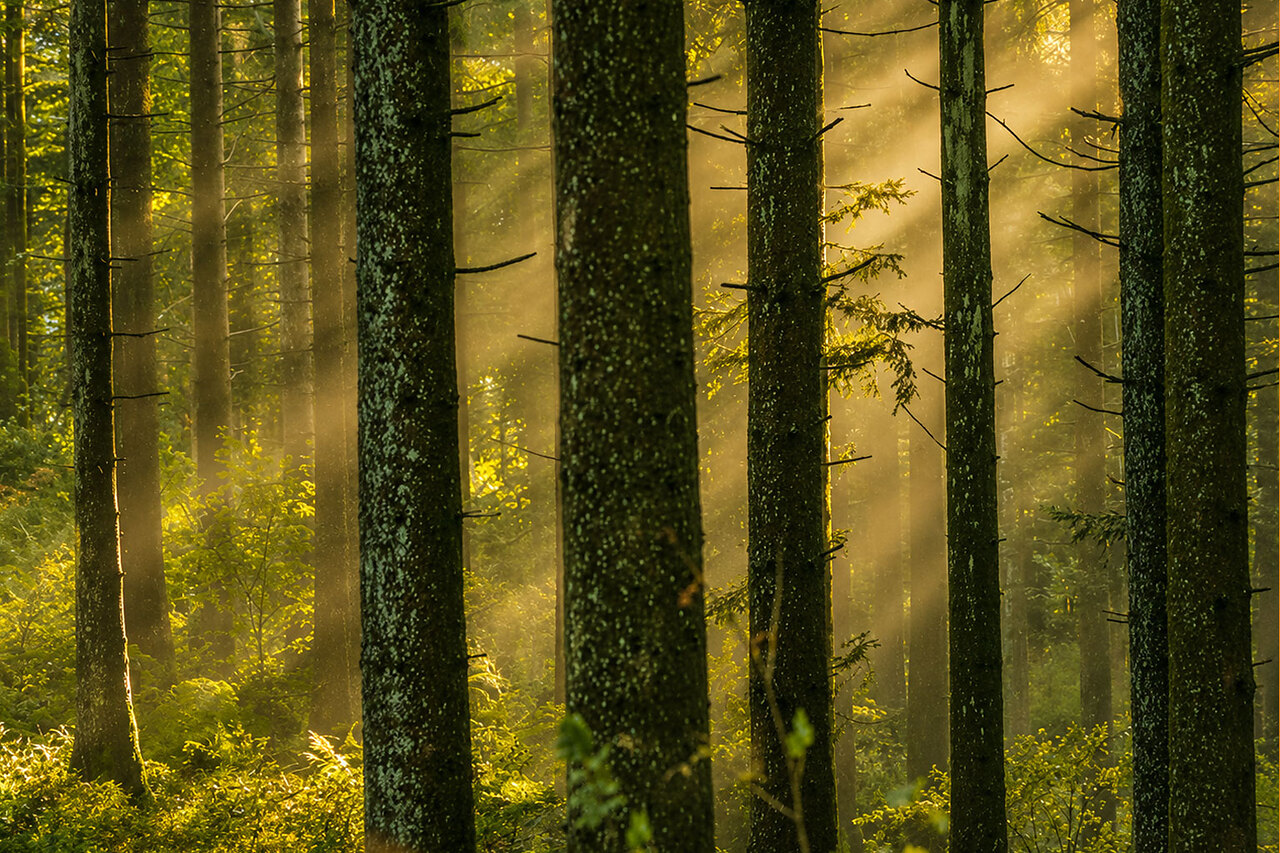 Stiller Wald Seon